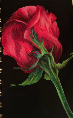 Rose sketch